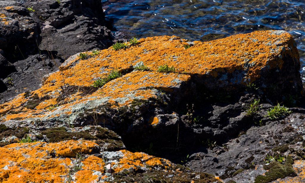 Lichen Covered Rock, Coppermine Point, Lake Superior Canadian Shore